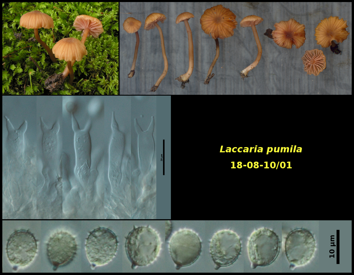 Picture of Laccaria pumila